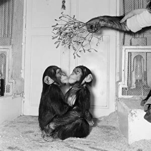 Chimpanzees of Bertram Mills circus kiss under the mistletoe. 29th December 1955
