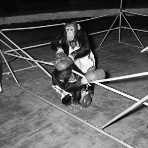 Chimps boxing match at Bertram Mills Circus 1955 aniimals unusual