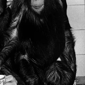 Chimps at Twycross Zoo March 1972
