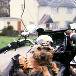 Chit the Yorkshire terrier in leathers on motorbike 1992 01 / 04 / 1992