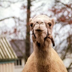 Close up of a camel at Belle Vue Zoo in Belfast, Northern Ireland January 1971