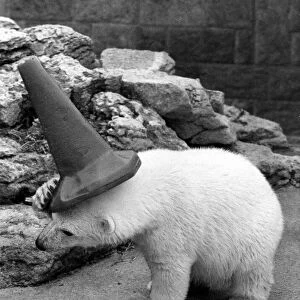 Clyde the polar bear wearing a cone on his head as he plays around in his new enclosure