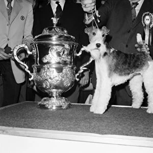 Crufts. Dog winner. February 1975 75-00769-005
