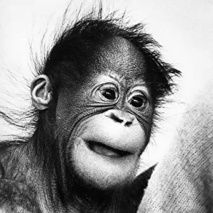 A cute baby orangutan