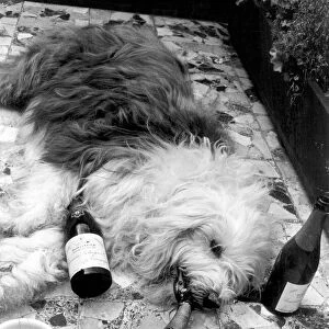 Dash the Old English Sheepdog, takes a rest at a Landon Hotel following his retirement