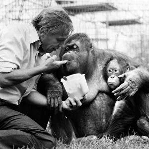 Mammals Collection: Orangutan