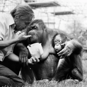 David Attenborough with orangutan and her baby at London Zoo, Friday 2nd April 1982