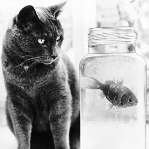 Dinky the cat is a champion angler who has brought home 15 fish after raids