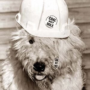 Dog wearing a hard hat / construction hat