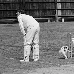 Dog On Wicket, 1st September 1975. Jack Russell Dog cocks hind leg to urinate