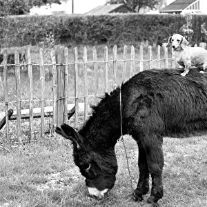 Donkey with dachshund. January 1965 C106A-002