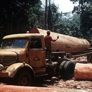 Ekona Cameroon Loading huge logs onto logging truck