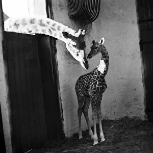 Elizabeth, baby giraffe at Belle Vue Zoo, Manchester with her mother September 1952