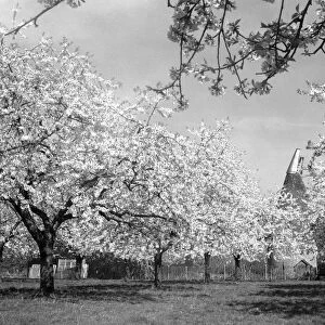 English Orchard and Oast House, Kent in bloom. july 11 1932 Oast Houses