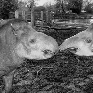 Eva the brazilian tapir at London Zoo has been separated from her boyfriend for nearly a