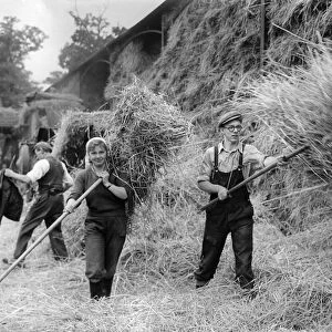 Farming: Haymaking. October 1953 P003531