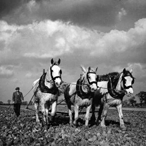 Farming: Ploughing near Acle, Norfolk. January 1944 P004374