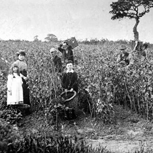 Farming in Wales Circa 1915