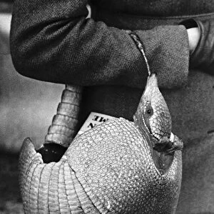 Fashion shopping bag made from the complete skin of an armadillo February 1950