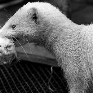 A Ferret lifting a baby mouse with its teeth 1973 The mouse had been adopted by