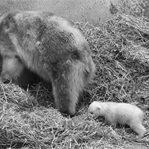 For the first time, Paddiwack the polar bear cub born to Sam