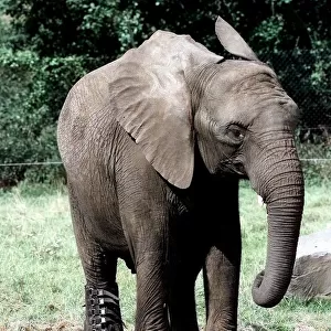 "Five"the elephant with the special boot on to protect its sprained ankle at