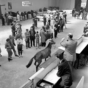 General scene at the Brixton horse auctions. 1961 C48-004