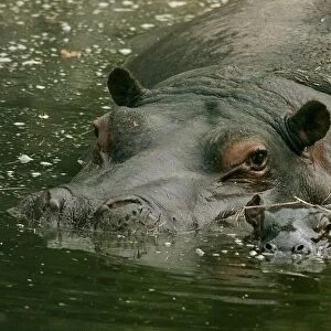 Gertie (left) and her new-born baby Hippo at the west Midlands safari park