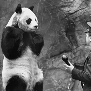 The giant Panda Chi-Chi at London Zoo gets to speak to her friend An-An