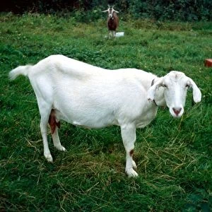 Goats Collection: Saanen