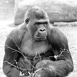 A gorilla pictured at Twycross Zoo, Warwickshire. 4th May 1984