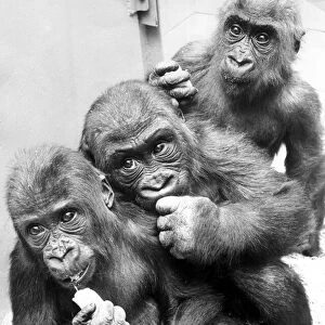 Three gorillas, Biddy, Eva and Diane at Twycross Zoo, Warwickshire 22nd January