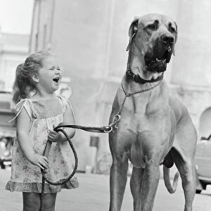 Working Canvas Print Collection: Great Dane