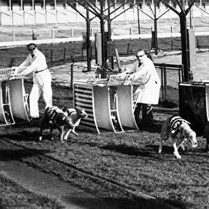 Greyhound racing at Belle Vue, Manchester, the first track built in Britain when