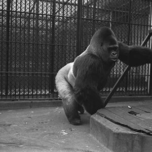 Guy the 33 stone Silver Back male Gorilla at London Zoo 1964