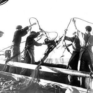 A herring drifters nets go overboard in 1949