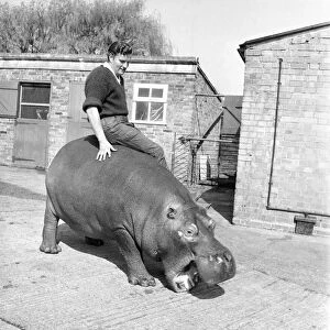Hippo at Chessington Zoo. January 1965 C103-002