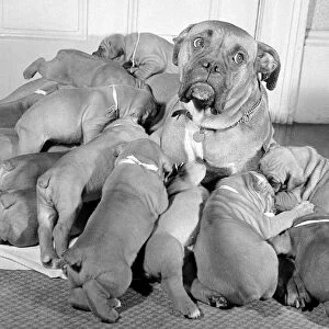 Hungry Boxer puppies push and jostle around mum. But she can only feed seven of