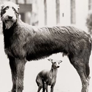 Irish Wolf hound and a fawn Baby deer Circa 1980