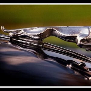 Jaguar Cars November 1999 emblem