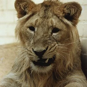Jake the Lion circa 1991