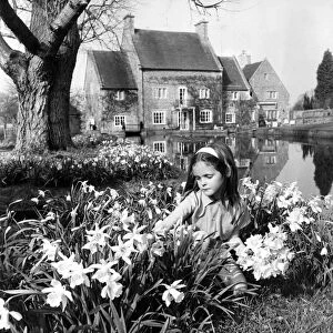 Lady Silvy Thynne, six year old daughter of Lord Bath, picking flowers outside her home