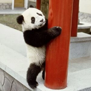 Lan Tian the giant panda at Wolong Panda Reserve in China November 1987