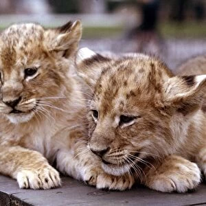 Lion cub twins born at London Zoo March 1966