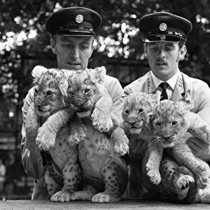 Four lion cubs, born to Kim and Singh on the 10th June 1971 met visitors for the first