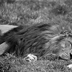 Lion, laying on grass in hot weather, Chester Zoo, 20th May 1989