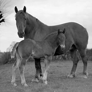A mare and her foal on the Sandringham estate Animals Horses Circa 1938