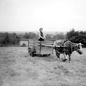 A member of the Land Army driving a oxen cart Women fulfilling Mens work duties