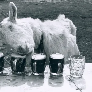 Milligan the Goat tucks into his daily dose of 5 pints of beer