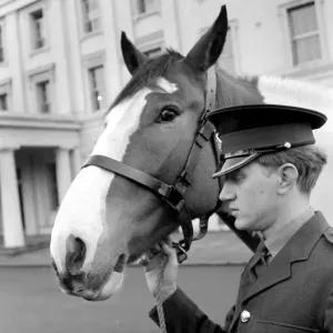 Black and white print of a horse in Wellington Barracks Square Black and white print of a horse in Wellington Barracks Square